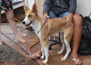 Castramóvel faz atendimento itinerante em bairros da cidade