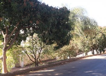 Prefeitura consulta população sobre retirada de árvores na rua do Píer