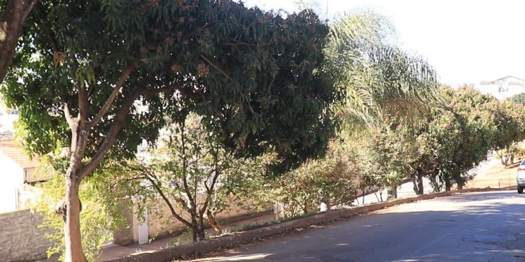 Prefeitura consulta população sobre retirada de árvores na rua do Píer
