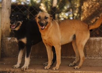 Canil Municipal dispõe de 118 animais à espera de um novo lar
