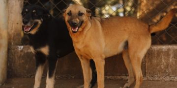 Canil Municipal dispõe de 118 animais à espera de um novo lar