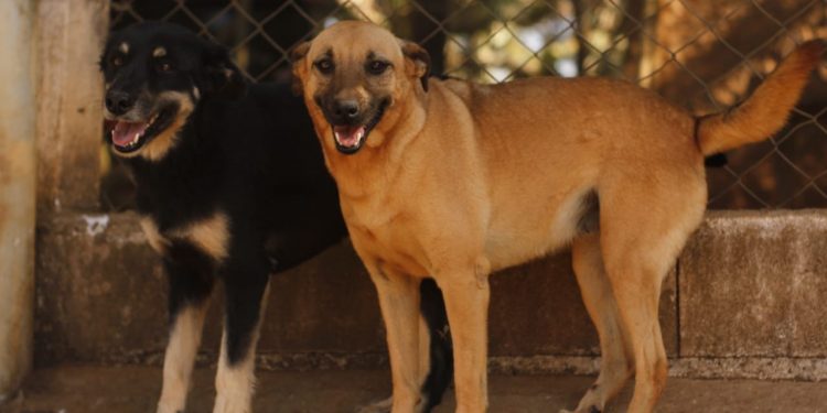 Canil Municipal dispõe de 118 animais à espera de um novo lar