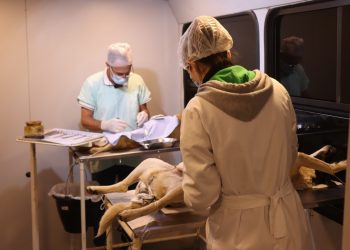 Programa de castração já atendeu mais de 4.250 animais em Pouso Alegre