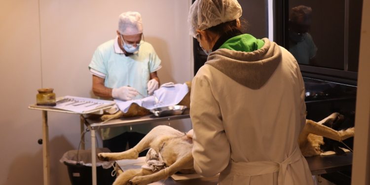 Programa de castração já atendeu mais de 4.250 animais em Pouso Alegre