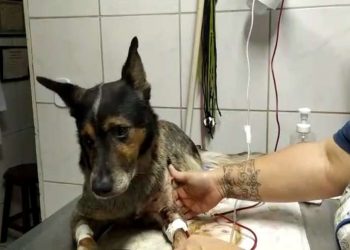 Cachorro em Ouro Fino ao defender dono durante confusão é esfaqueado