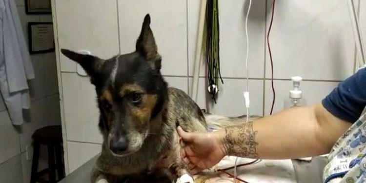 Cachorro em Ouro Fino ao defender dono durante confusão é esfaqueado