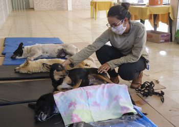 Vacinação antirrábica em Pouso Alegre será em duas etapas na zona urbana