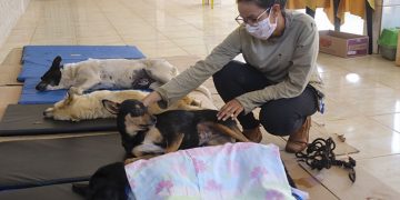 Vacinação antirrábica em Pouso Alegre será em duas etapas na zona urbana