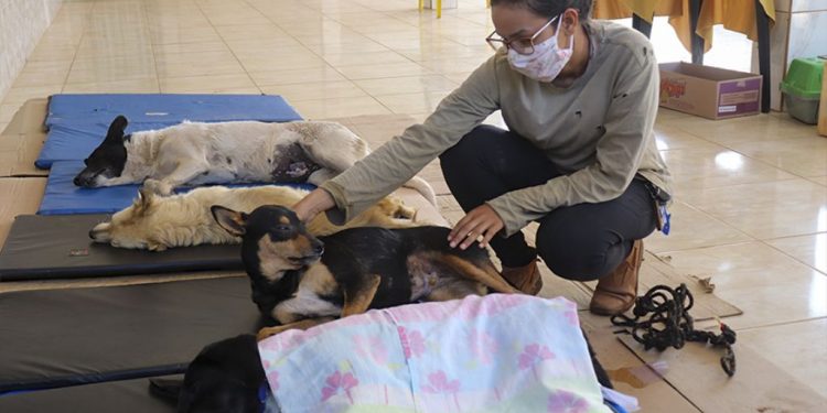 Vacinação antirrábica em Pouso Alegre será em duas etapas na zona urbana