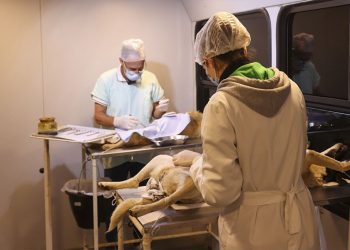 Programa Municipal de Castração bate meta e já esterilizou mais de cinco mil animais em três anos