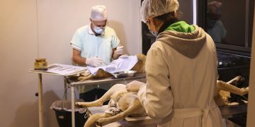 Programa Municipal de Castração bate meta e já esterilizou mais de cinco mil animais em três anos