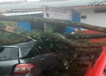 Temporal causa queda de árvores em vários bairros de Pouso Alegre