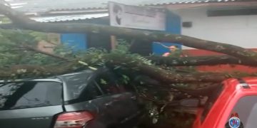Temporal causa queda de árvores em vários bairros de Pouso Alegre