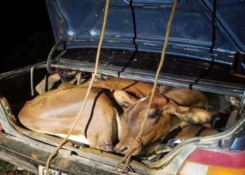Novilha e bezerro furtados são transportados amarrados em carro em MG