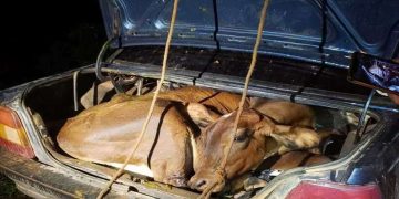 Novilha e bezerro furtados são transportados amarrados em carro em MG