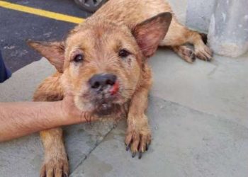 Em Pouso Alegre Jovem de 26 anos é preso após espancar e matar uma cadela