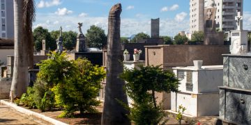 Palmeiras imperiais com risco de queda são retiradas do Cemitério Municipal