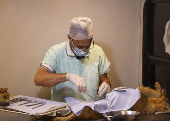Castramóvel realiza mais uma bateria de esterilização em Pouso Alegre