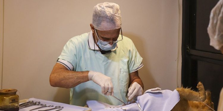 Castramóvel realiza mais uma bateria de esterilização em Pouso Alegre