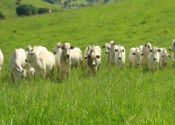 Câmara Entrevista desta sexta-feira (13) fala sobre pecuária de corte