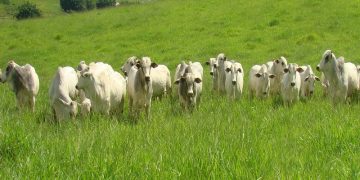 Câmara Entrevista desta sexta-feira (13) fala sobre pecuária de corte