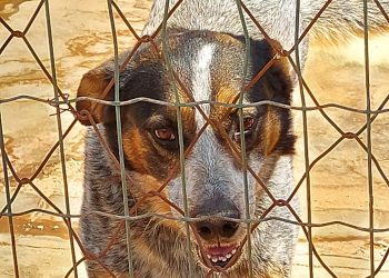 Comissão de Ordem Social intensifica ações de conscientização sobre adoção de cães durante Semana de Proteção Animal