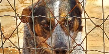 Comissão de Ordem Social intensifica ações de conscientização sobre adoção de cães durante Semana de Proteção Animal