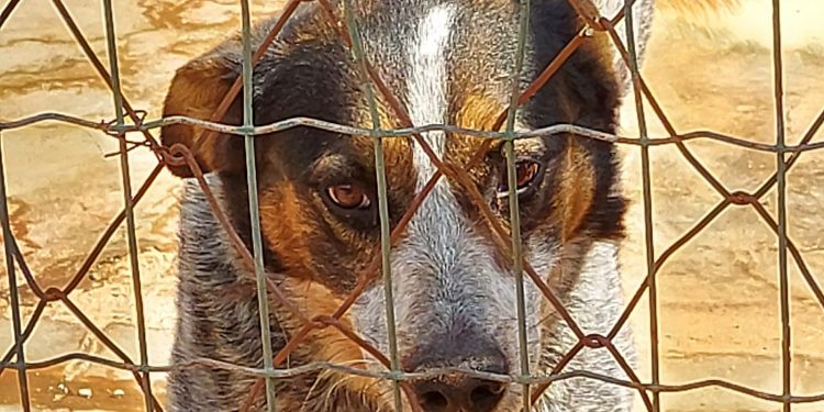 Comissão de Ordem Social intensifica ações de conscientização sobre adoção de cães durante Semana de Proteção Animal