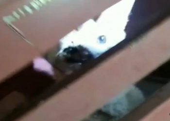 Em Pouso Alegre Lobo-guará é capturado pelo Corpo de Bombeiros no São Cristóvão