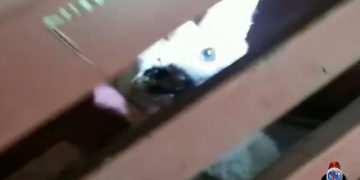 Em Pouso Alegre Lobo-guará é capturado pelo Corpo de Bombeiros no São Cristóvão