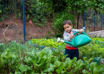 Escolas municipais desenvolve trabalho com hortas junto aos estudantes