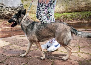 Pouso Alegre tem calendário definido para campanha de vacinação antirrábica