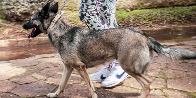 Pouso Alegre tem calendário definido para campanha de vacinação antirrábica