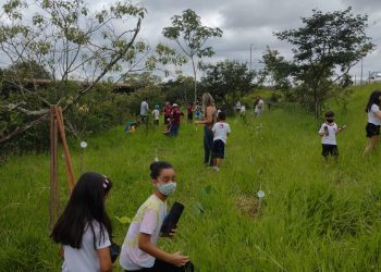Estudantes realizam o plantio de mudas em área de preservação em Pouso Alegre