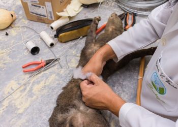 Curso de Ciências Biológicas realiza taxidermização de onça parda