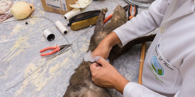 Curso de Ciências Biológicas realiza taxidermização de onça parda