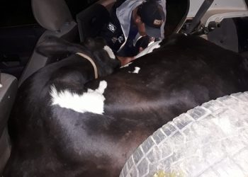 Em Ipuiuna PM encontra vaca furtada no porta-malas de um carro