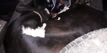 Em Ipuiuna PM encontra vaca furtada no porta-malas de um carro