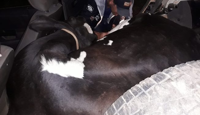 Em Ipuiuna PM encontra vaca furtada no porta-malas de um carro