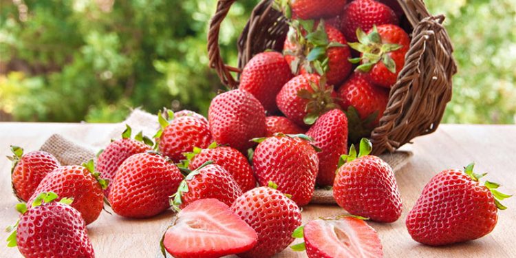 2ª edição do Festival do Morango de Pouso Alegre já tem data marcada