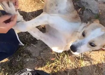 Idosa é presa após amarrar cão em saco e pedir que o jogassem no rio – Veja vídeo