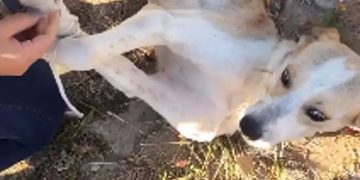 Idosa é presa após amarrar cão em saco e pedir que o jogassem no rio – Veja vídeo