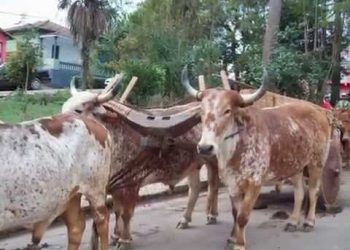 Agora foi em Campestre/MG Boi escapa e atinge duas pessoas durante desfile de carreiros