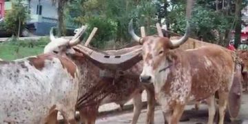 Agora foi em Campestre/MG Boi escapa e atinge duas pessoas durante desfile de carreiros
