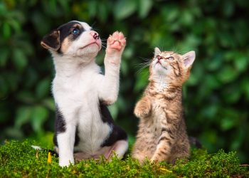 Vacinação antirrábica na zona urbana começa neste sábado (13) em Pouso Alegre