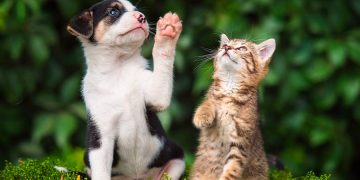 Vacinação antirrábica na zona urbana começa neste sábado (13) em Pouso Alegre