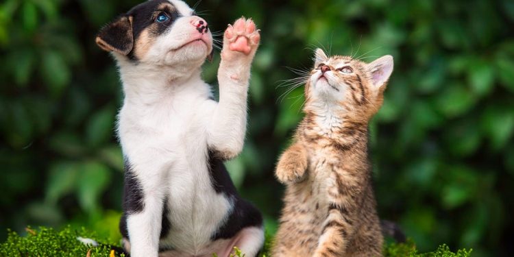Vacinação antirrábica na zona urbana começa neste sábado (13) em Pouso Alegre