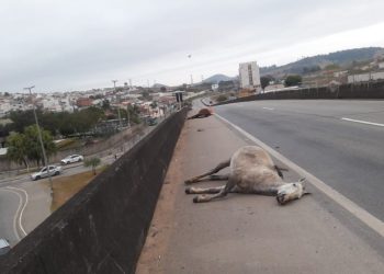 Em Pouso Alegre cavalos são atropelados por ônibus