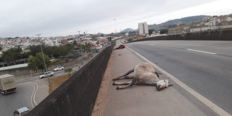 Em Pouso Alegre cavalos são atropelados por ônibus