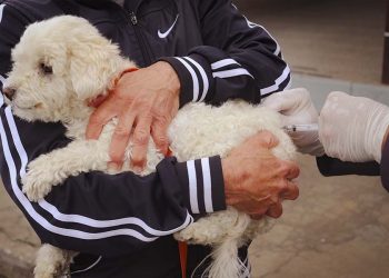 Prefeitura de Pouso Alegre disponibiliza ponto de vacinação antirrábica para quem perdeu prazo